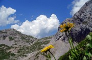 59 Doronicum grandiflorum (Doronico dai fiori grandi) con vista sui macereti del Mandrone